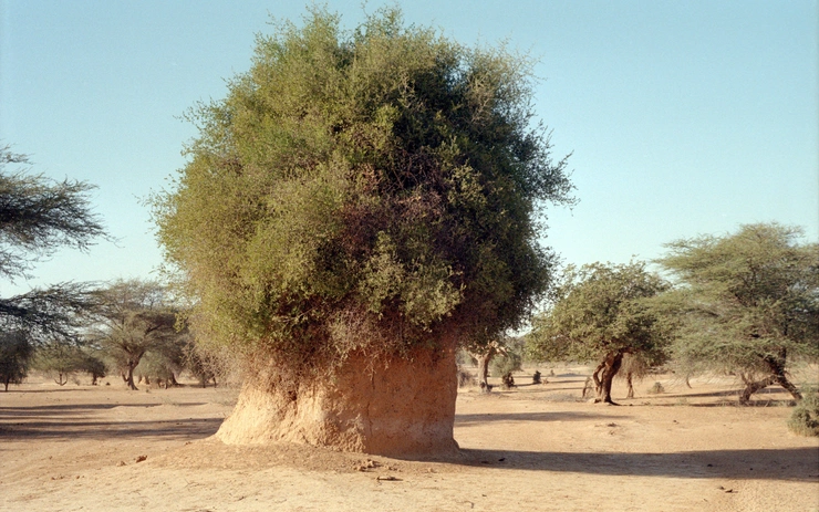 Ecologies of the savanna: back then and right now