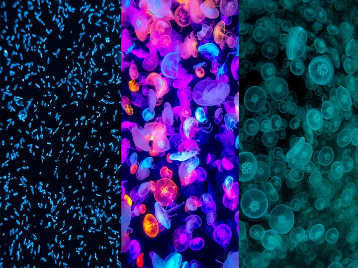 Lighting the Darkness: Bioluminescence Amid Crisis