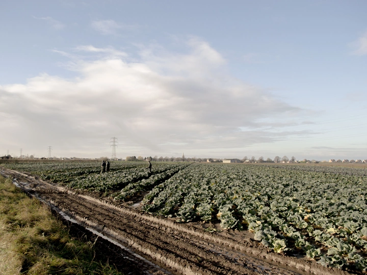 Speculative Future Wetlands