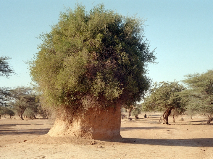 Ecologies of the savanna: back then and right now